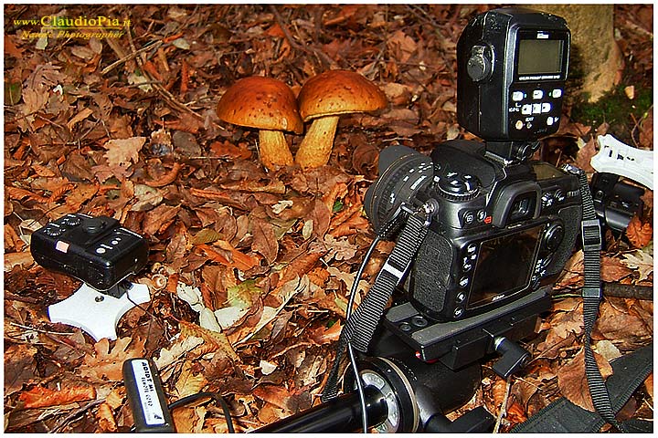 Funghi, mushroom, fungi, fungus, val d'Aveto, Nature photography, macrofotografia, fotografia naturalistica, close-up, mushrooms, Leccinum lepidum, nikon